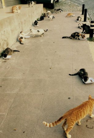 cat colony